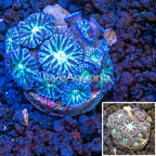 LiveAquaria® Cultured Blastomussa Merletti Coral (click for more detail)