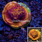 LiveAquaria® Cultured Orange/Gold Psammocora Coral (click for more detail)