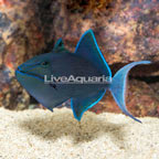 Niger Triggerfish  (click for more detail)