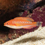 Carpenter's Flasher Wrasse  (click for more detail)