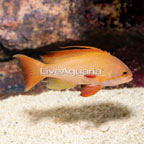 Lyretail Anthias, Male (click for more detail)
