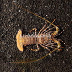 Spanish Lobster (click for more detail)