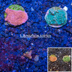LiveAquaria® Cultured Montipora Coral, Two Pack (click for more detail)
