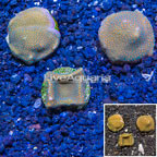 LiveAquaria® Cultured Montipora Coral, Three Pack (click for more detail)