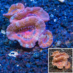 LiveAquaria® Cultured Acan Lord Coral (click for more detail)