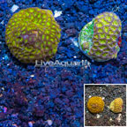 LiveAquaria® Cultured Leptastrea, Two Pack (click for more detail)