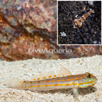 Diamond Watchmen Goby With Tiger Snapping Shrimp (click for more detail)