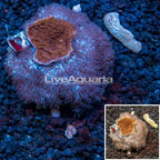 Montipora and Waving Hand Coral Combo Rock (click for more detail)