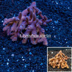 Acropora Coral Tonga (click for more detail)