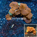 Actinodiscus Mushroom Australia (click for more detail)