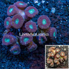 Candy Cane Coral Australia (click for more detail)