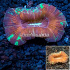 Open Brain Coral Vietnam  (click for more detail)