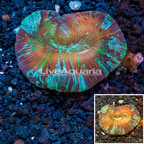 Open Brain Coral Vietnam  (click for more detail)