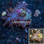 Waving Hand Coral Indonesia (click for more detail)
