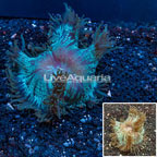 Elegance Coral Australia (click for more detail)