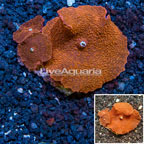 Actinodiscus Mushroom Australia (click for more detail)