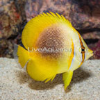 Sunburst Butterflyfish EXPERT ONLY (click for more detail)