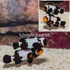 Black Snowflake Ocellaris Clownfish, Pair (click for more detail)
