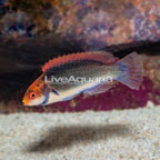 Red Head Solon Fairy Wrasse  (click for more detail)