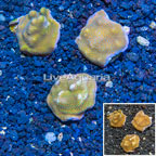 LiveAquaria® Cultured Montipora Coral, Three Pack (click for more detail)