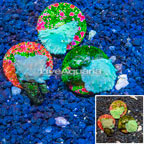 LiveAquaria® Cultured Cabbage Leather Coral, Three Pack (click for more detail)