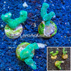 LiveAquaria® Cultured Pocillopora Coral, Three Pack (click for more detail)