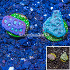LiveAquaria® Cultured War Coral, Two Pack (click for more detail)