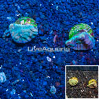 LiveAquaria® Cultured Ultra Chalice Coral, Two Pack (click for more detail)