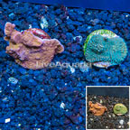 LiveAquaria® Cultured Montipora Coral, Two Pack (click for more detail)