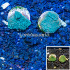 LiveAquaria® Cultured Montipora Coral, Two Pack (click for more detail)