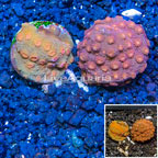 LiveAquaria® Cultured Cyphastrea Frag, Two Pack (click for more detail)