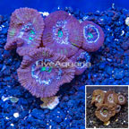 LiveAquaria® Cultured Acan Lord Coral (click for more detail)