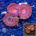 LiveAquaria® Cultured Acan Lord Coral (click for more detail)