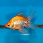 Gold Ryukin Goldfish (click for more detail)