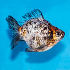 Calico Ryukin Goldfish (click for more detail)