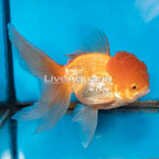 Ryukin Goldfish (click for more detail)
