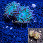 LiveAquaria® Cultured Ultra Duncan Coral (click for more detail)