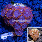 LiveAquaria® Cultured Zoanthus Coral  (click for more detail)