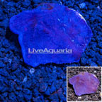 LiveAquaria® Cultured Blue Sponge (click for more detail)