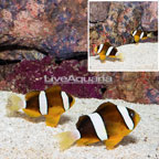 Clarkii Clownfish, Pair [Blemish] (click for more detail)
