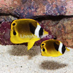 Raccoon Butterflyfish, Pair (click for more detail)