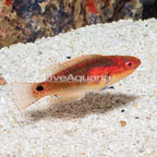 Exquisite Fairy Wrasse  (click for more detail)