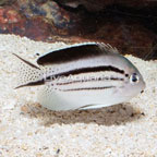 Lamarck Angelfish (click for more detail)