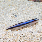 Blue Stripe Neon Cleaner Goby (click for more detail)