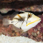 Humu Picasso Triggerfish- TINY (click for more detail)