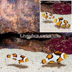 Pre-Picasso Clownfish, Pair (click for more detail)