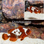 Gold Lightning Maroon Clownfish (click for more detail)