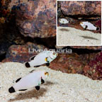 Platinum Ocellaris Clownfish, Pair (click for more detail)