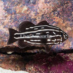 Golden Stripe Soapfish (click for more detail)