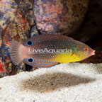 Yellowchest Twist Wrasse  (click for more detail)